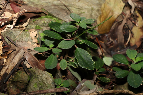 Peperomia leptostachya