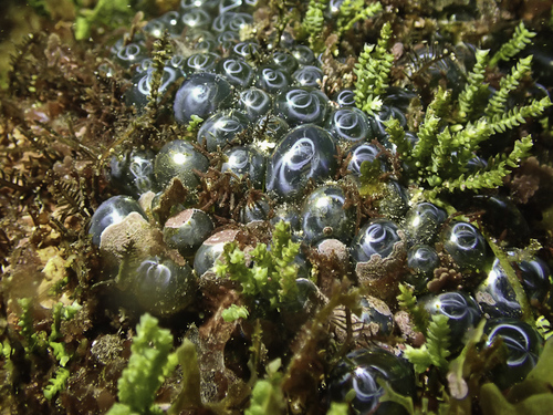 Valonia ventricosa