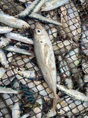 Trachurus trachurus