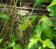 Ampittia dioscorides