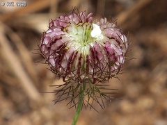 Artedia squamata