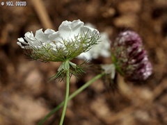 Artedia squamata