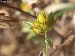 Bupleurum nodiflorum