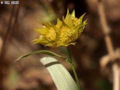 Bupleurum nodiflorum