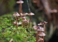 Mycena kuurkacea