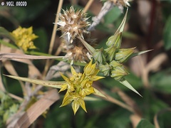 Bupleurum nodiflorum