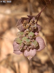 Bupleurum subovatum
