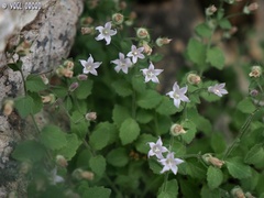 Campanula damascena