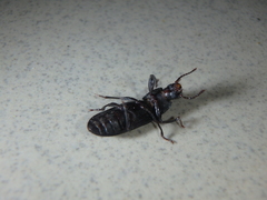 Tenebrio obscurus