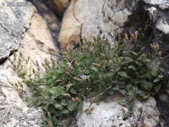 Campanula damascena
