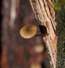 Simocybe phlebophora