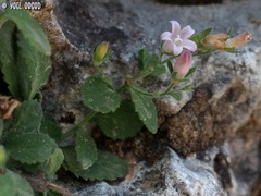 Campanula damascena