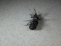 Tenebrio obscurus