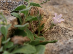 Campanula damascena