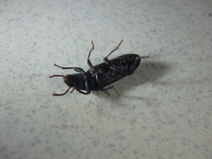Tenebrio obscurus