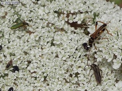 Stenopterus rufus syriacus