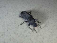 Tenebrio obscurus