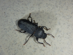 Tenebrio obscurus