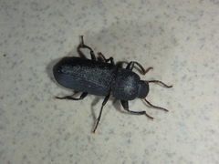 Tenebrio obscurus
