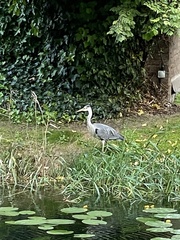 Ardea cinerea