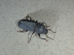Tenebrio obscurus