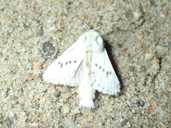 Dyspessa salicicola