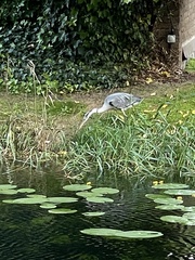 Ardea cinerea