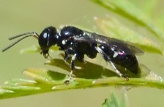 Clitemnestra bipunctata