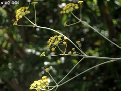 Ferula tingitana