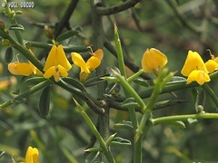 Genista fasselata