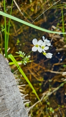 Cardamine dentata