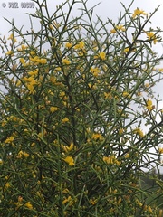 Genista fasselata