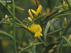 Genista fasselata