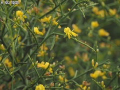 Genista fasselata