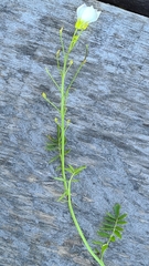 Cardamine dentata