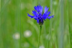 Centaurea cyanus