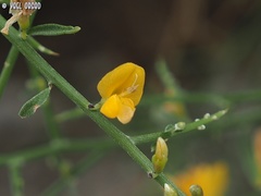 Genista fasselata