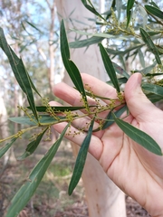 Acacia amoena
