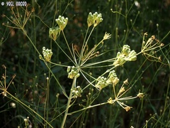 Heptaptera anisoptera