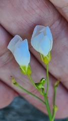 Cardamine dentata