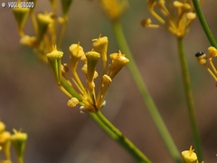 Heptaptera anisoptera