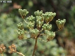 Heptaptera anisoptera