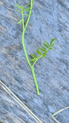 Cardamine dentata