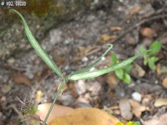 Securigera securidaca