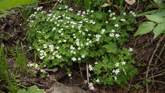 Anemonastrum flaccidum