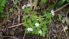 Anemonastrum flaccidum