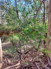 Acacia amoena