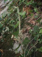 Umbilicus intermedius