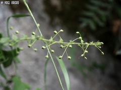 Verbascum levanticum
