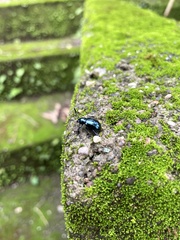 Platycorynus peregrinus